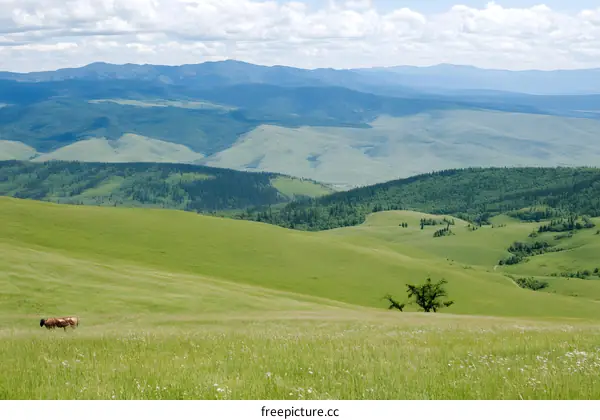 Green Hills and Mountains Landscape with Lone Tree