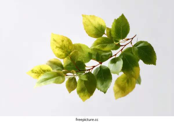 Closeup of Autumn Leaves on a Branch