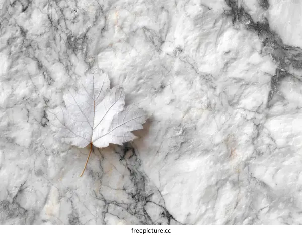 Elegant White Marble Texture with a Delicate Dry Leaf