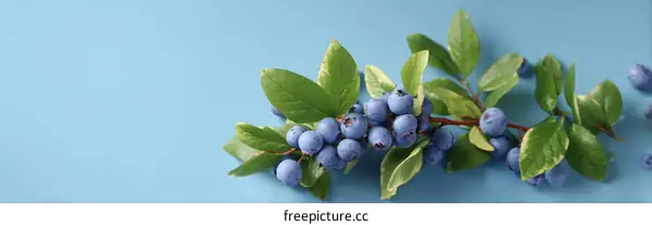 Fresh Blueberries on a Branch against a Light Blue Background