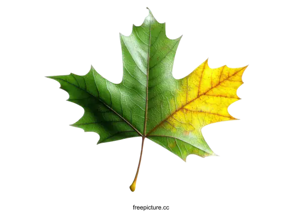 [Transparent Background PNG]Autumn Leaf Transition Illustration