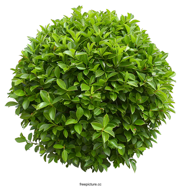 [Transparent Background PNG]Green Bush Isolated on White Background