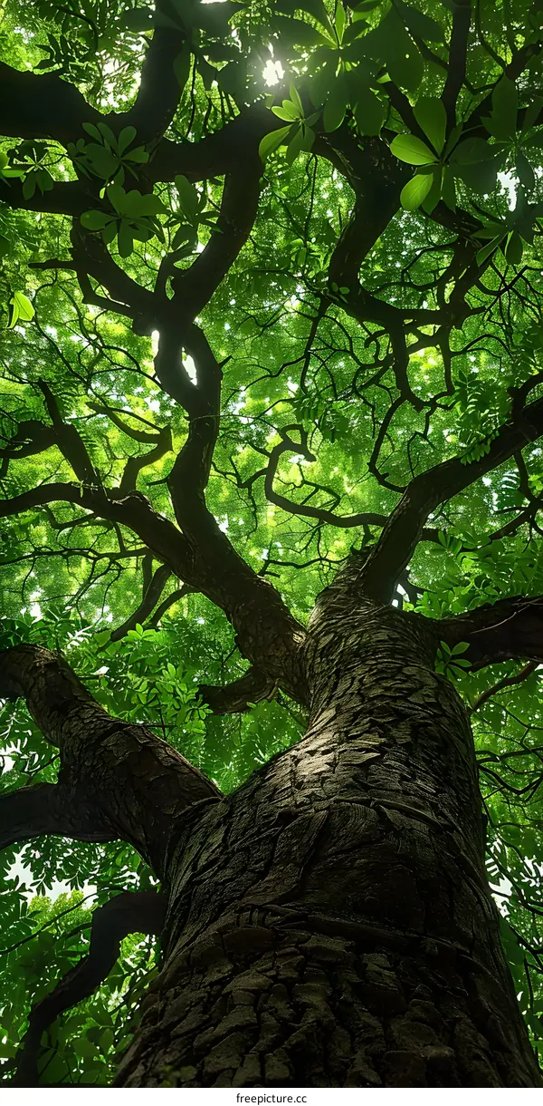 Green Tree Canopy with Sunlight Shining Through