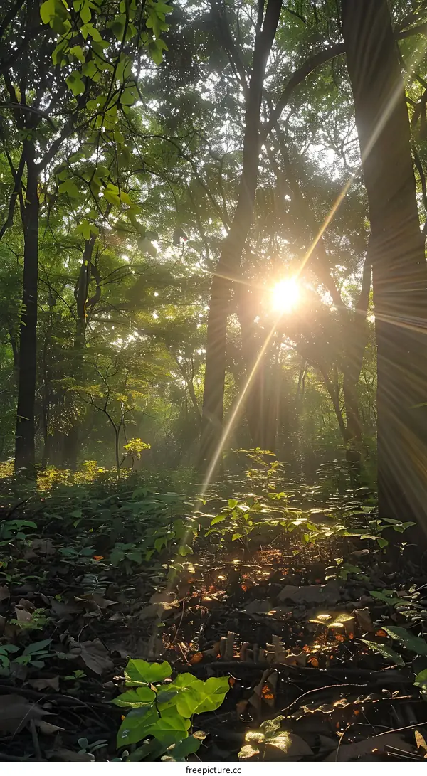 The sun shines through the forest