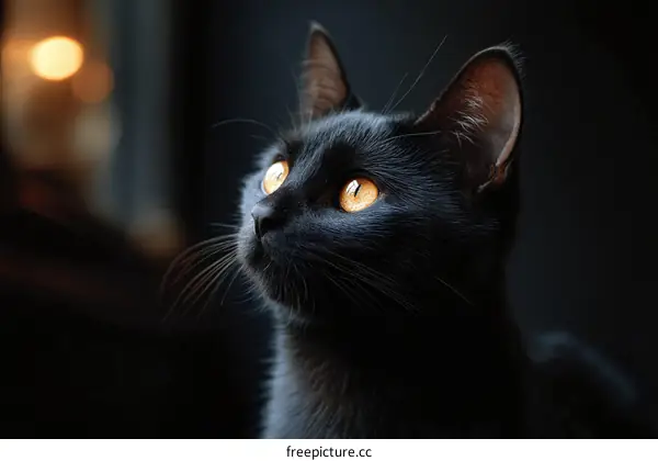 Close-up of a Black Cat with Glowing Eyes