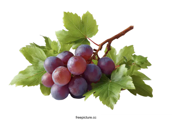[Transparent Background PNG]Fresh Red Grapes on the Vine