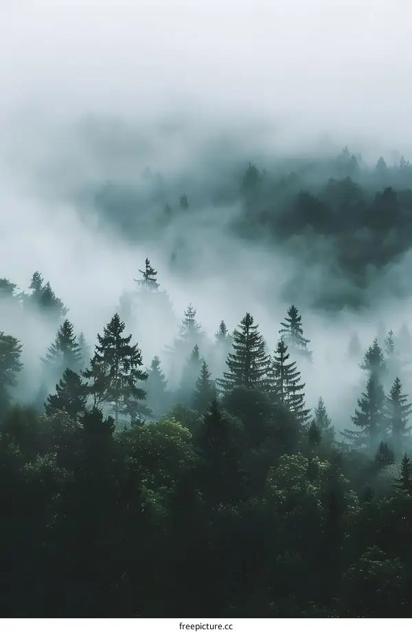 Misty Forest Trees Nature Background