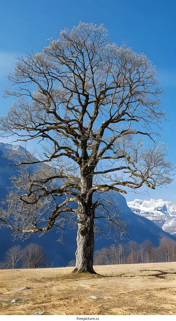 Lone Tree in Winter Landscape