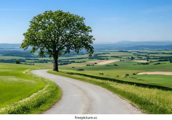 Country Road Winding Through Green Fields and A Lone Tree