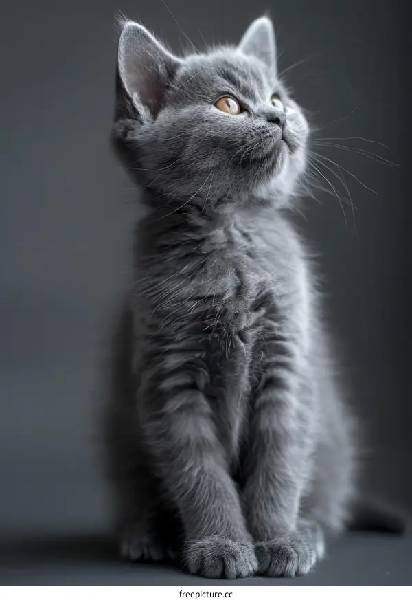 A cute gray kitten is sitting on a table looking up