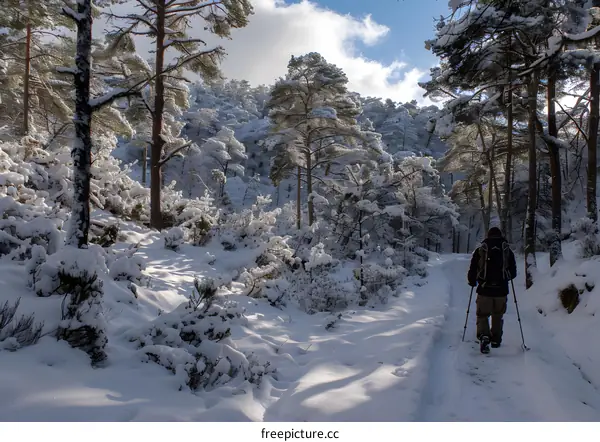 Hiking Through a Snowy Forest