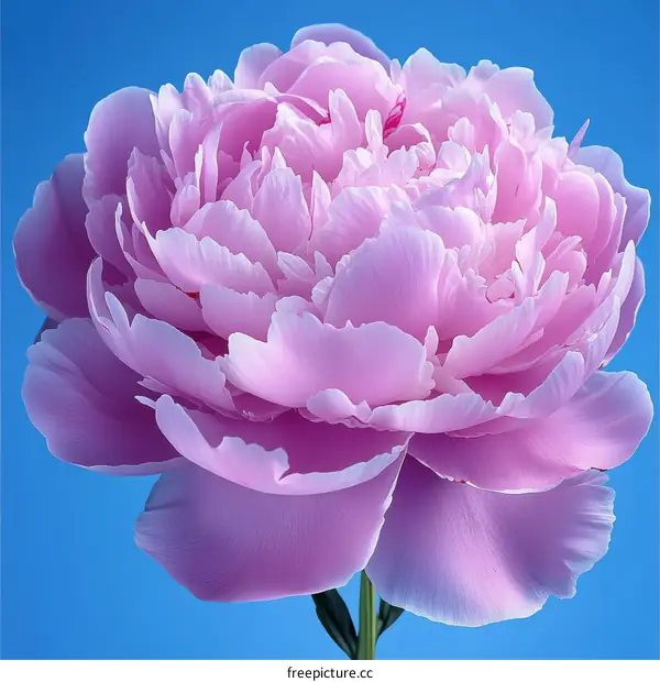 Close-up of a Beautiful Pink Peony