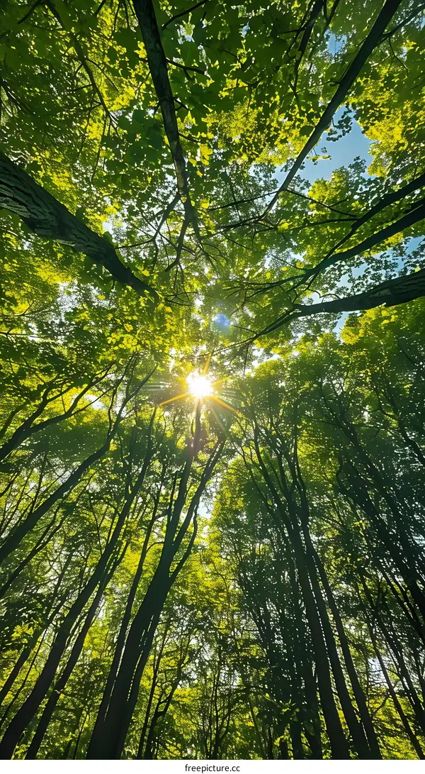 Sun Shining Through Trees in a Forest