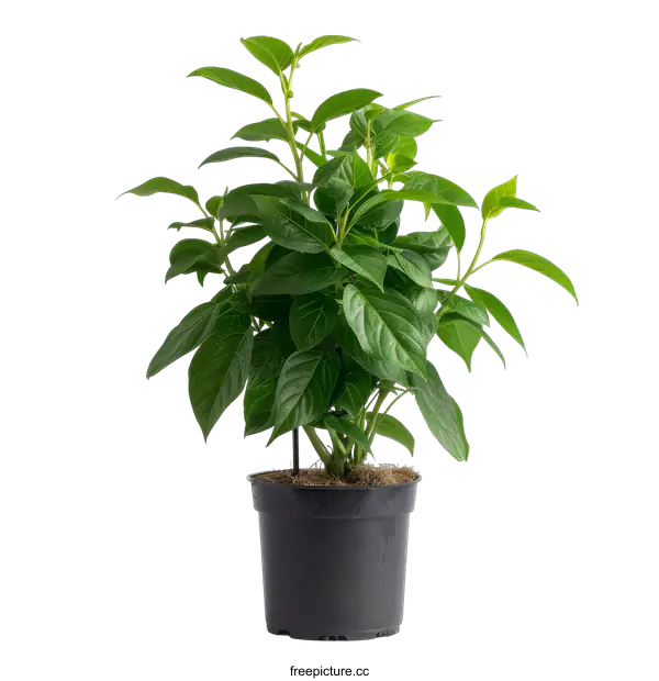 [Transparent Background PNG]Green plant in a black pot on black background