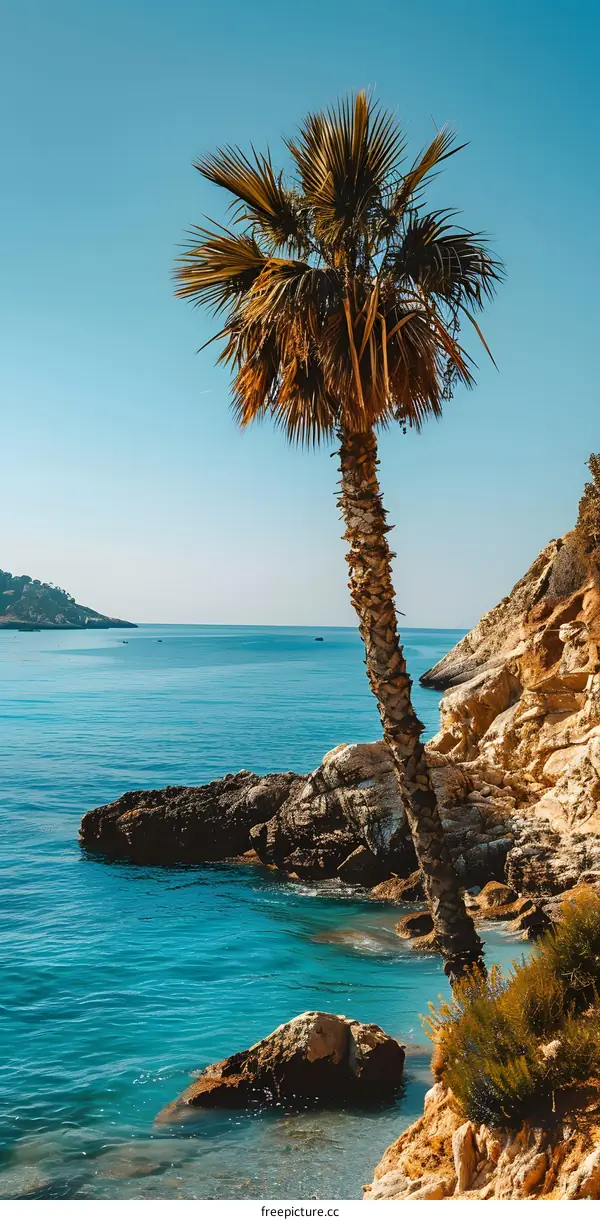 Palm tree on a rocky beach with the sea in the background