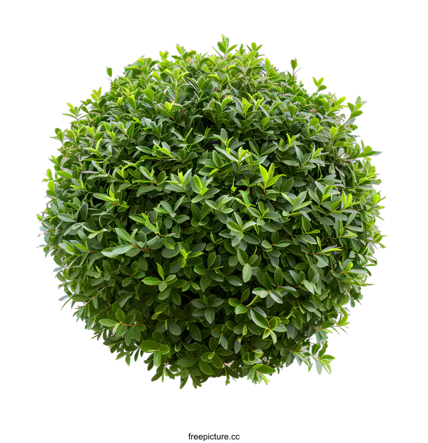 [Transparent Background PNG]Green Bush Isolated on White Background