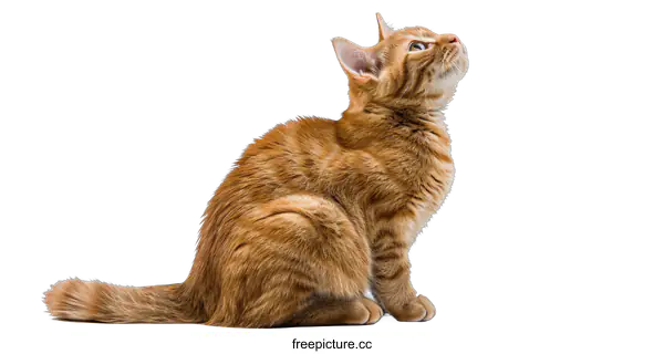 [Transparent Background PNG]A ginger cat is sitting sideways and looking up with a curious expression on its face