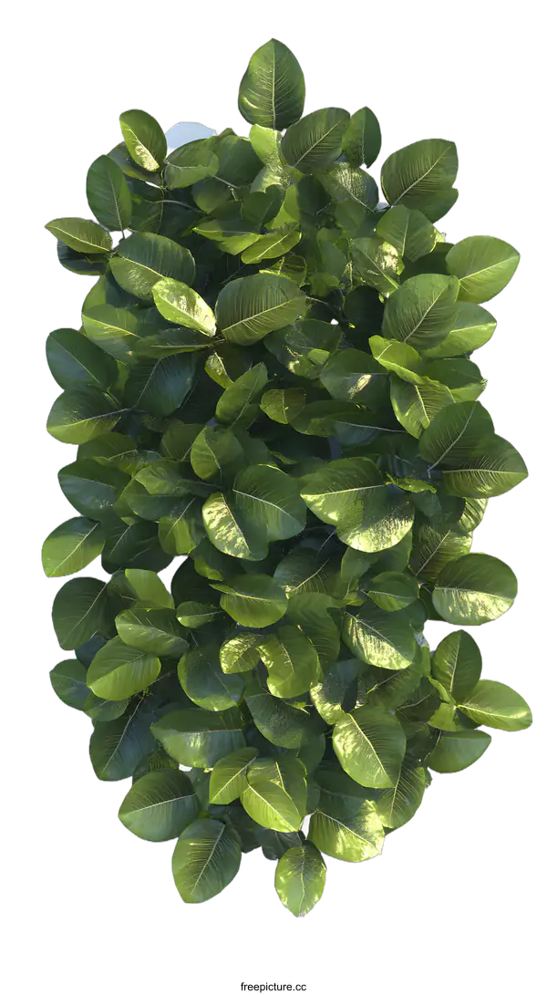 [Transparent Background PNG]Green Leaves Bush Top View Illustration