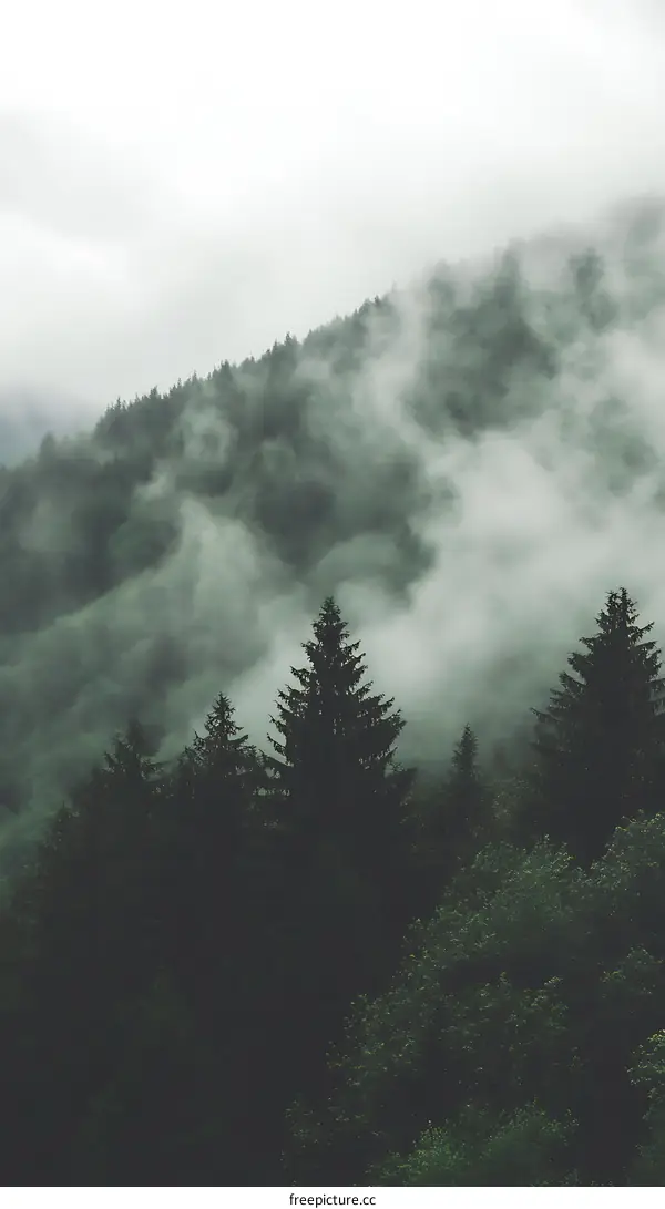 Misty Forest Landscape with Pine Trees