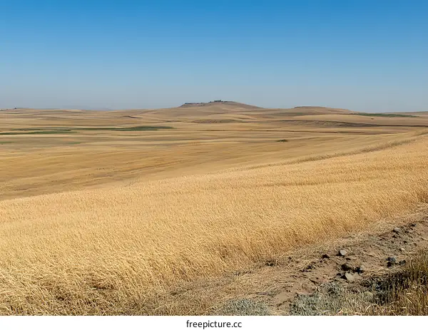 Golden Wheat Field Under Blue Sky
