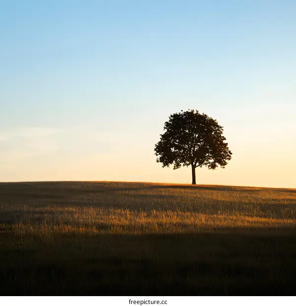 Lone Tree in Field at Sunset