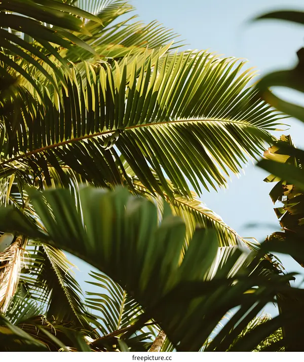 Palm Tree Leaves Under Blue Sky