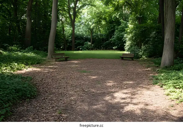 Two Benches Facing Each Other in a Woodland Clearing