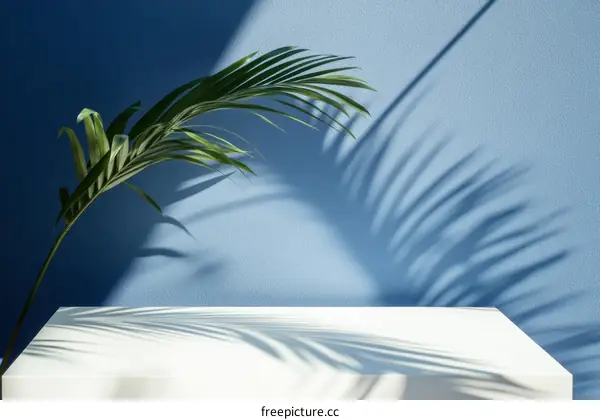 Minimalist Display with Palm Leaf Shadow
