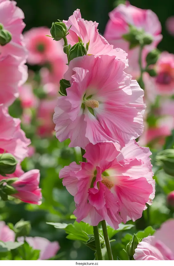 Pink Hollyhock Flowers Close Up