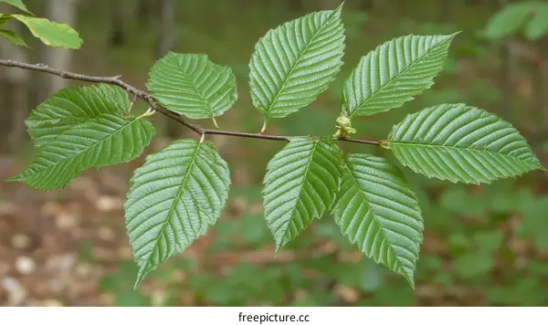 Close-up of Fresh Green Leaves on a Branch