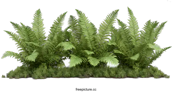 [Transparent Background PNG]Green Fern Plants Isolated on White Background