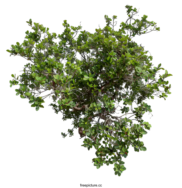 [Transparent Background PNG]Green Tree Branch Isolated on White Background