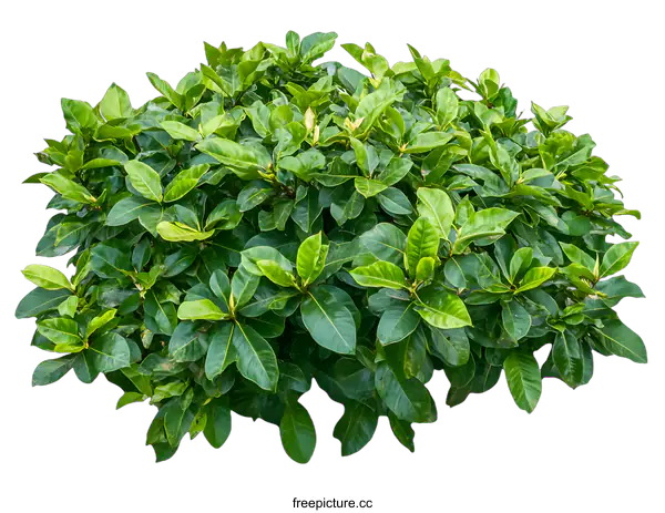 [Transparent Background PNG]Green Bush With Leaves Isolated On White Background