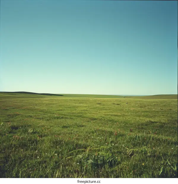 Vast green grassland under blue sky