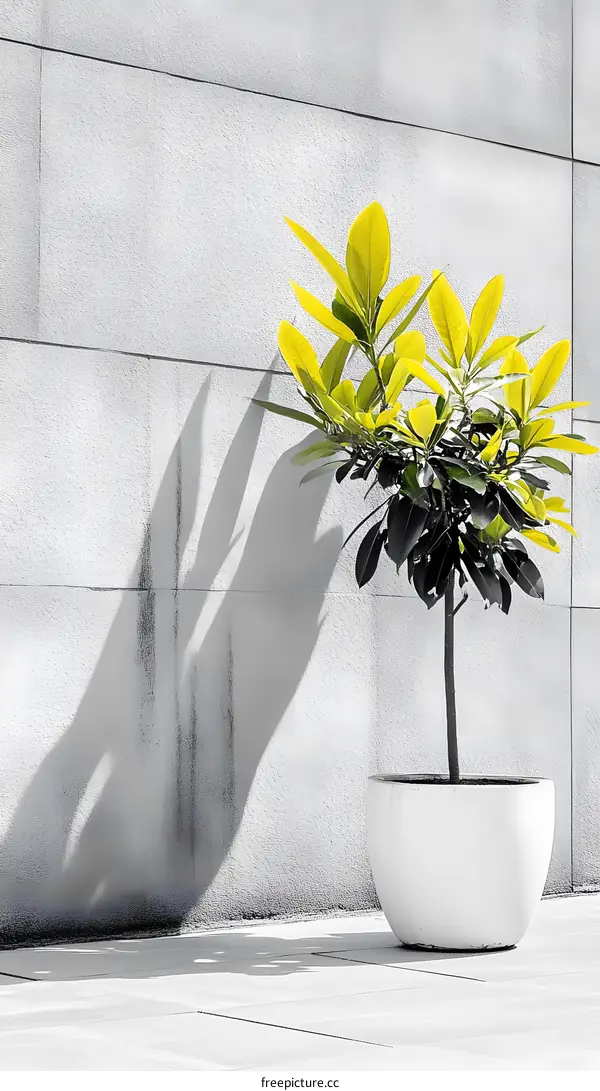 Yellow Leaves Plant In A White Pot Against Grey Concrete Wall