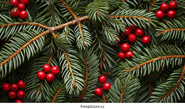 christmas background with fir branches and red berries