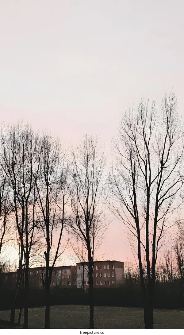 Silhouettes of Bare Trees Against a Pink Sky