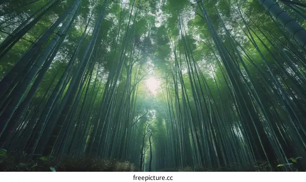 Sun shining through the bamboo forest