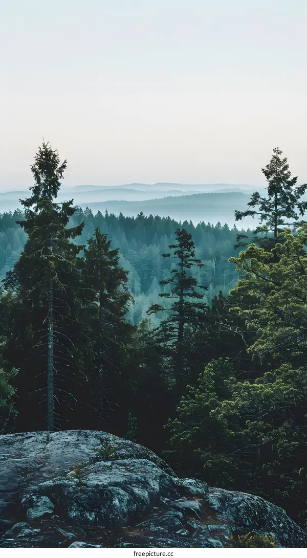 Misty Forest Landscape with Tall Trees and Rock Formations