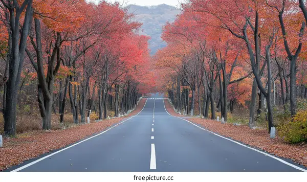 Autumn Road with Colorful Trees
