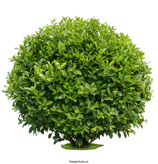[Transparent Background PNG]Green Bush Isolated on White Background