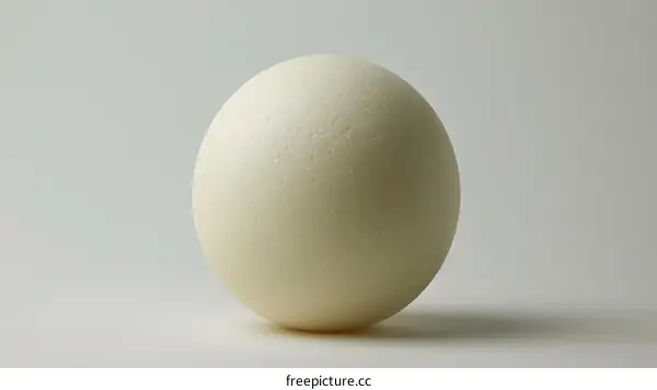 Single White Egg on White Background