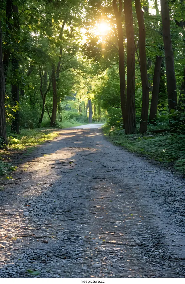 The sun shines through the trees in the forest