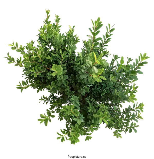 [Transparent Background PNG]Green Bush Top View Isolated on White Background