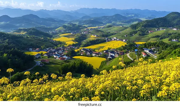 Rural Village Landscape with Canola Flowers
