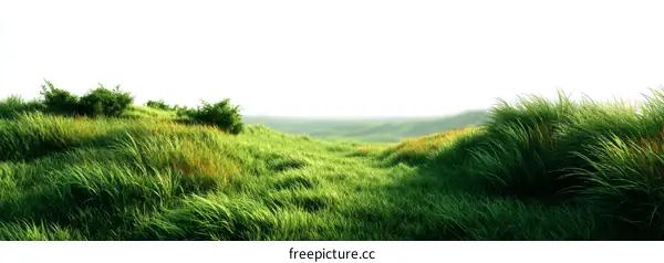 Vast Green Field Landscape Illustration