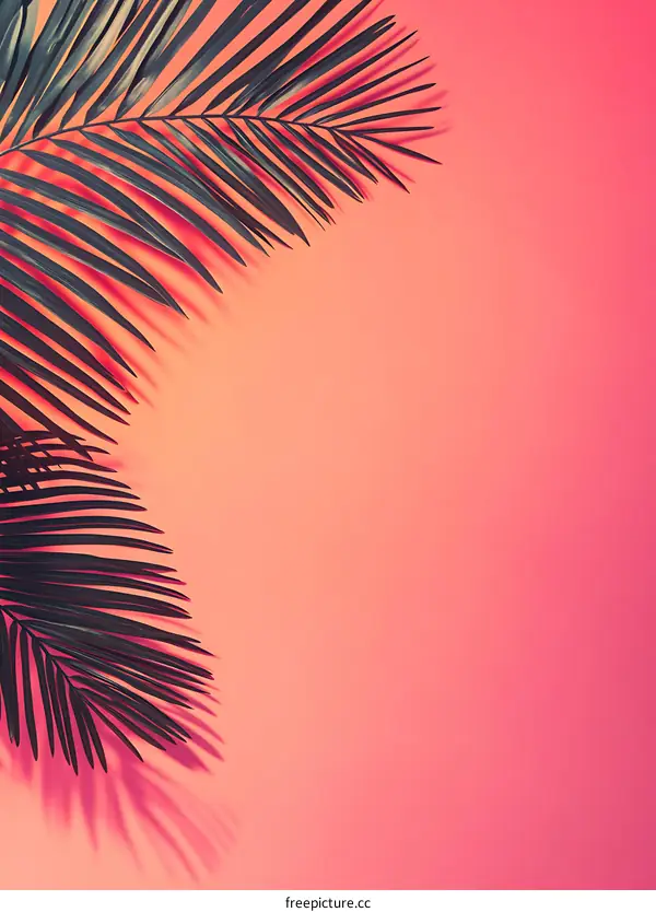 Tropical Palm Leaf Shadow on Pink Background
