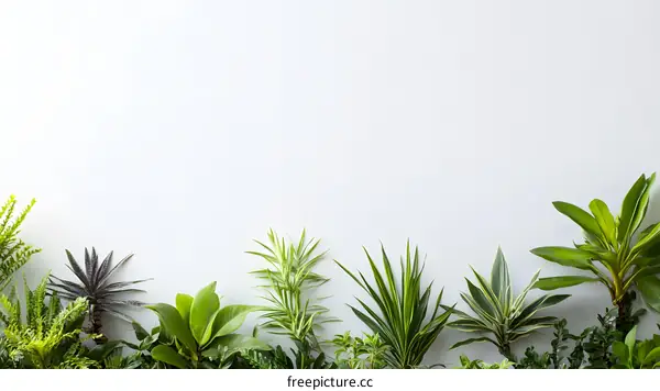 White Wall With Green Plants