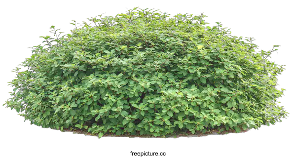 [Transparent Background PNG]Green Bush Isolated on White Background