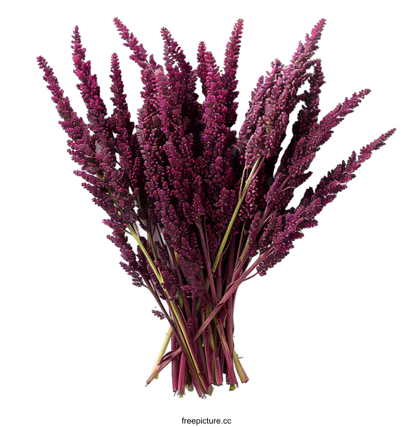 [Transparent Background PNG]A bouquet of amaranth flowers
